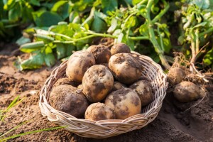 Kako prepoznati i spriječiti običnu krastavost krompira