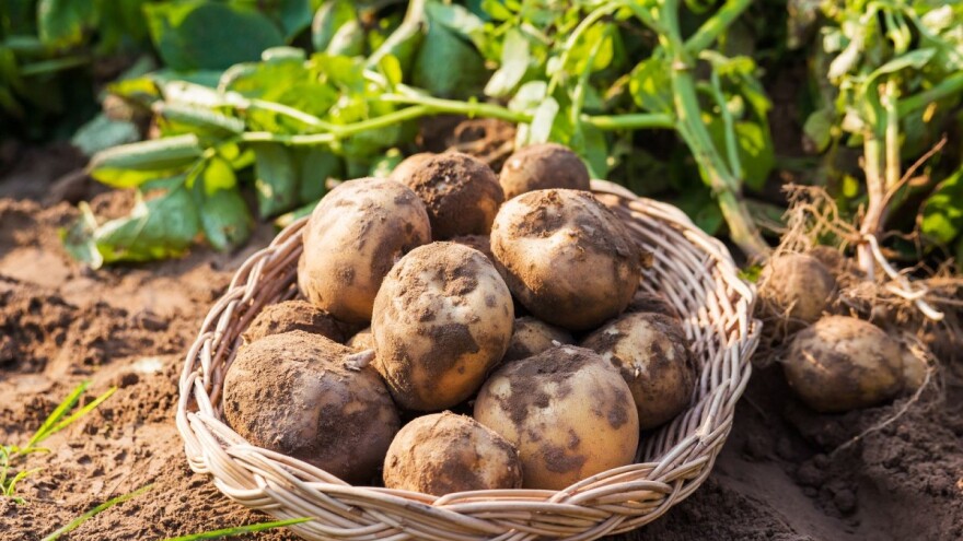 Kako prepoznati i spriječiti običnu krastavost krompira