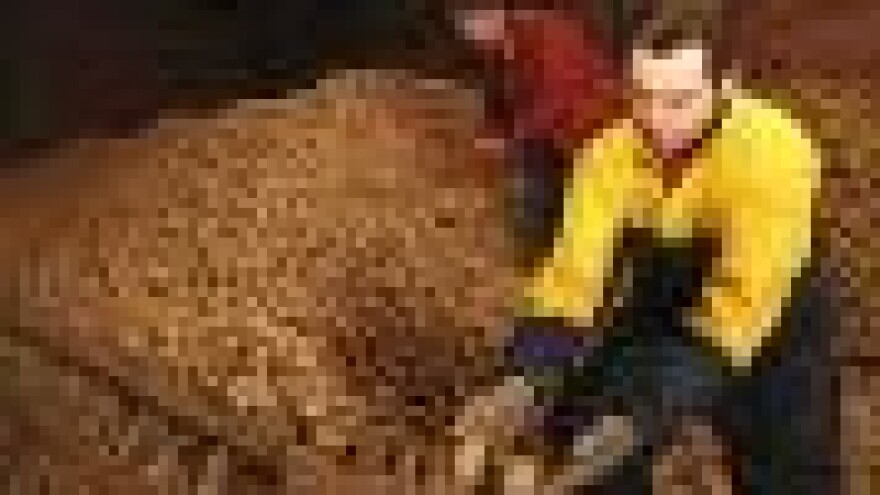 Međimurski krupmir postao gnojivo za njive!?