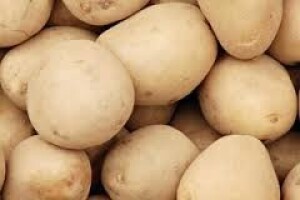 Zaštita krumpira od krumpirove zlatice