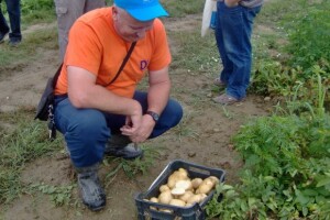Kamo s krumpirom - pretopao za skladištenje?