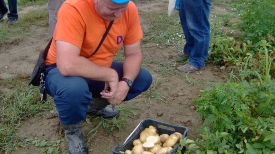 Kamo s krumpirom - pretopao za skladištenje?