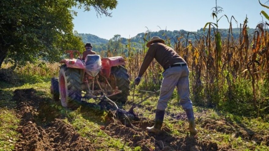 Srpski proizvođači krumpira tuže savjetodavce