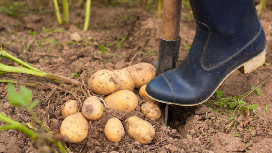 Ujedinjenjem do poticaja i izvoza krumpira