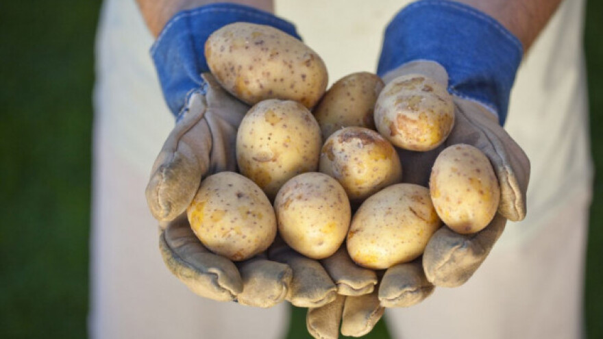 Odobrili GMO krompir otporan na plamenjaču