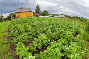 Odobrili GMO krumpir otporan na plamenjaču