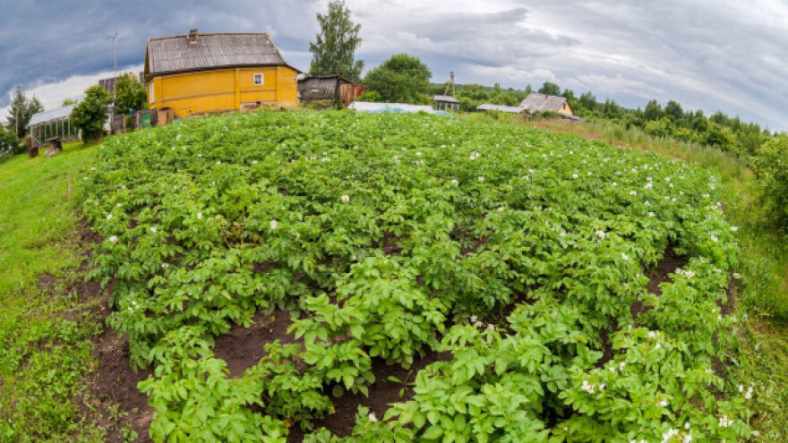 Odobrili GMO krumpir otporan na plamenjaču