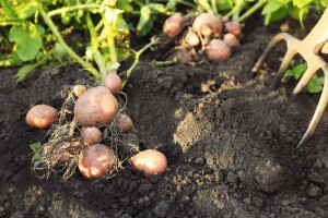 Pro-eco ima novost u ponudi - preparati s Trichoderma vrstama za jači i snažniji rast!