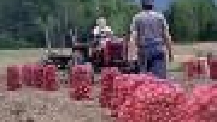 Ličkog krumpira 70 posto manje