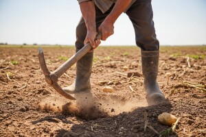 Krumpir moraju vaditi - budacima!
