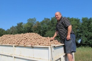 Kamo s krompirom - pretopao za skladištenje?