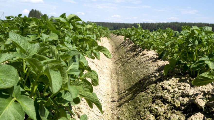 Obratite pažnju na koprivinu grinju u krumpiru