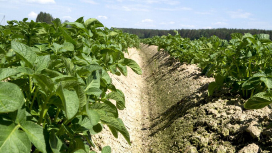 Obratiti pažnju na koprivinu grinju u krompiru