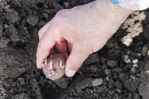 Kako uzgajati i imati krumpir cijele godine?