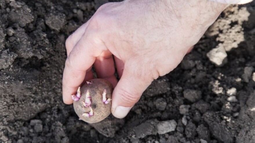 Kako gajiti i čuvati krompir tokom cele godine?