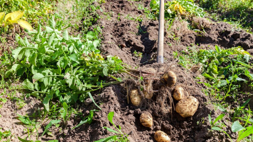 Spriječite prijelaz bolesti krumpira