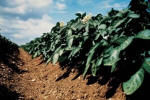 Zaštita krumpira od bolesti i štetnika tijekom vegetacije