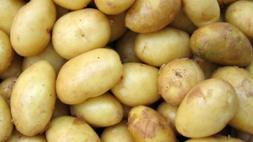 Kiša smanjila prinos krumpira