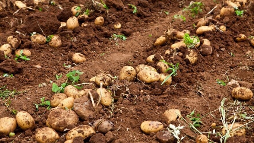 Zaštita krumpira i rajčice