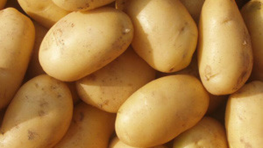 Krumpira sve manje, otkupna cijena 1 kuna!