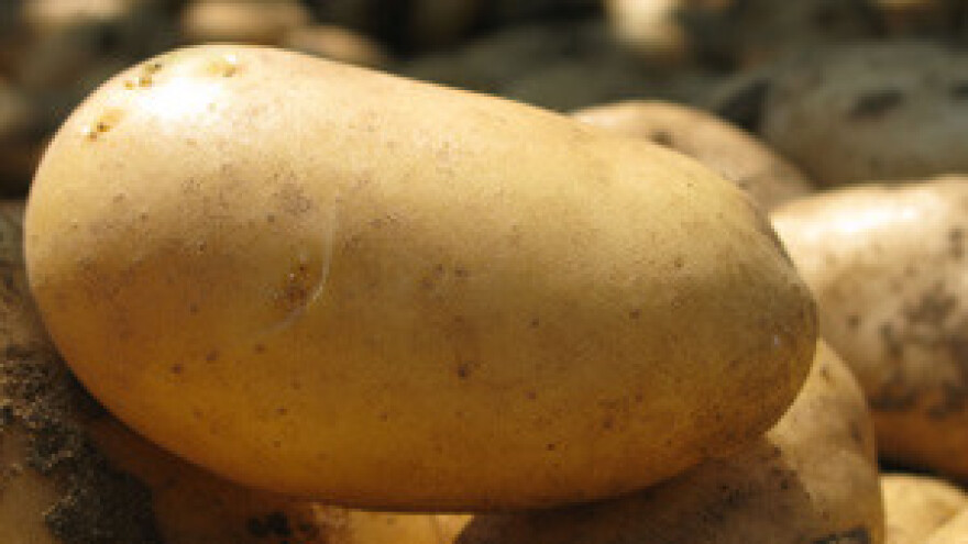 Divlje svinje pojele pola tone krumpira