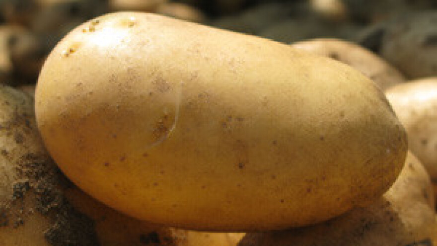 Sezona krumpira počela loše, a završava iznad očekivanja