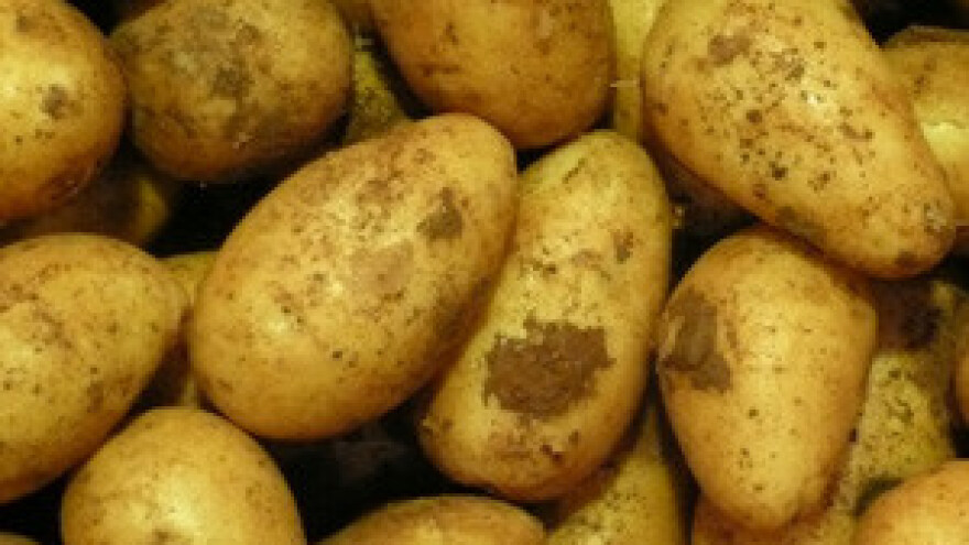 Suša uzela svoje: I Ličani će ove godine morati kupovati krumpir!