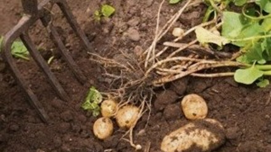 Potraga za najjeftinijim proljetnim repromaterijalom