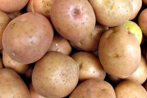 Međimurski krumpiraši gledaju u nebo i kažu - već kasnimo!