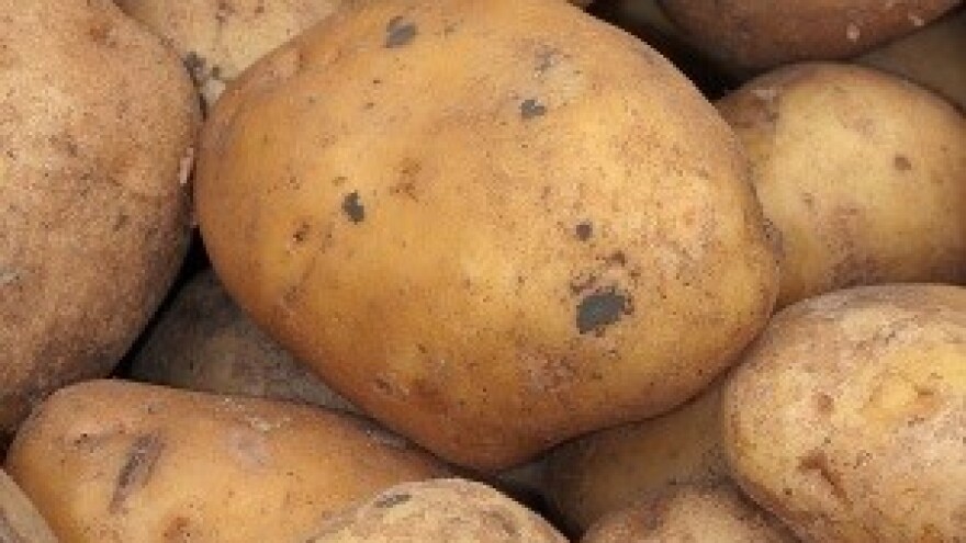 Krumpir ipak na vrijeme zasađen