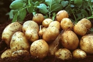 Zaštita krumpira od korova, bolesti i štetnika nakon nicanja