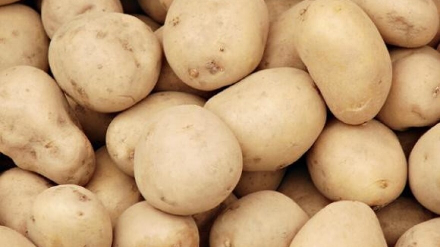 Prepolovljen urod krumpira