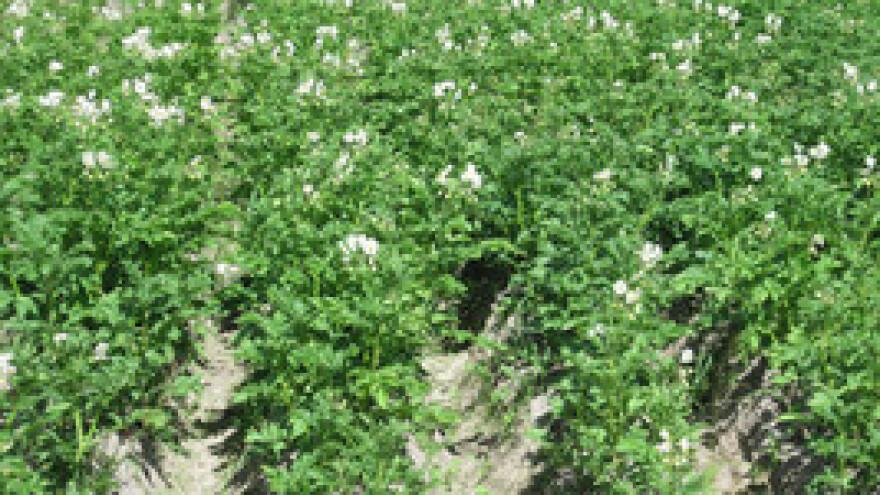 Mjere u zaštiti krumpira