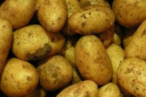 "Nova plamenjača" ili krumpirova plijesan