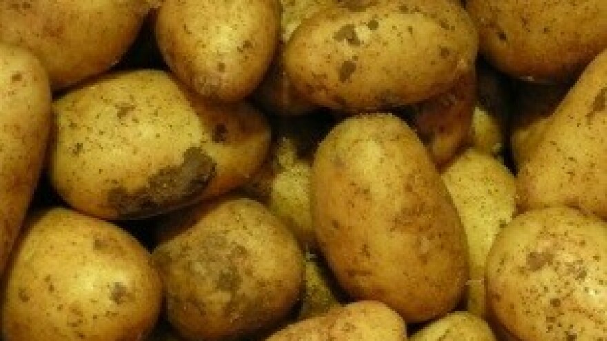 "Nova plamenjača" ili krumpirova plijesan