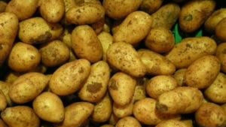 Mjere u zaštiti krumpira