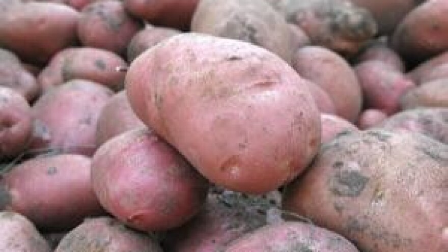 Mjere u zaštiti krumpira