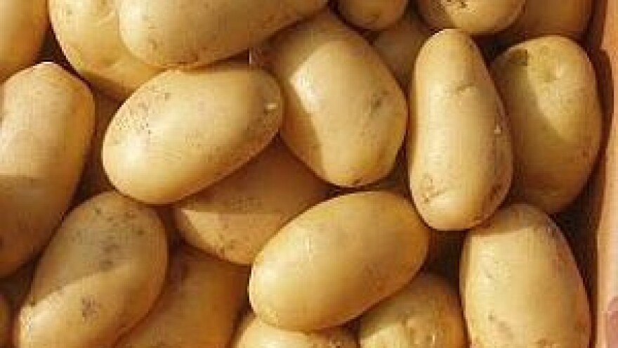 13. Festival krumpira