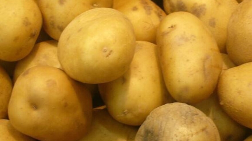 Imotski: otkupit će više od 400 tona krumpira