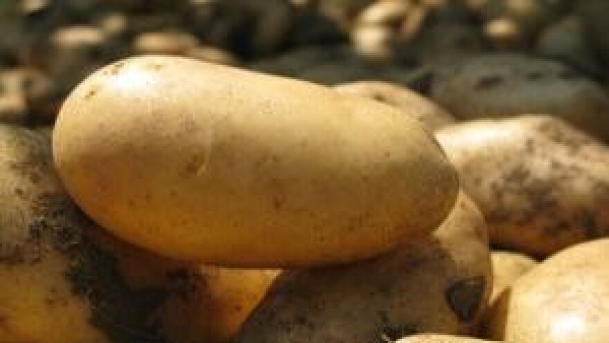 Mjere u zaštiti krumpira i rajčice