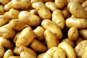 Uzgoj mađarskih sorti sjemenskog krumpira