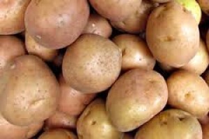 Zaštita krumpira prije i poslije kiše