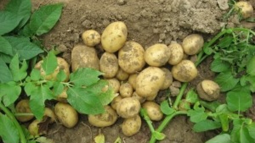 Održani Dani polja krumpira u Hercegovcu