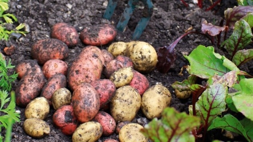 Na vrijeme zaštitite krumpir!