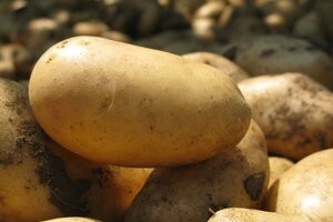 Proljetna sadnja krumpira obitelji Hruškar