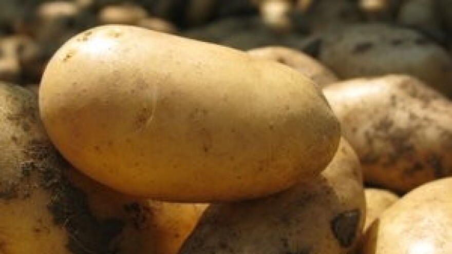 Proljetna sadnja krumpira obitelji Hruškar