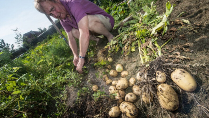 Trgovci spremni da plate više za italijanski krompir