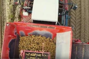 Belgijski krumpir uzgajat će se pod satelitom