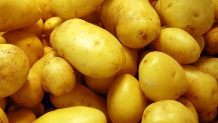 Uzgoj mladog krumpira