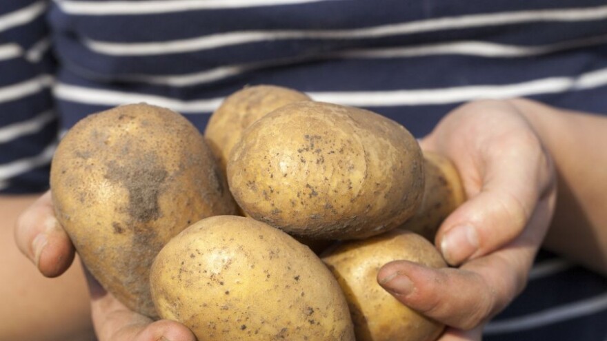 Krumpir je doživio toplinski šok, kako mu pomoći?